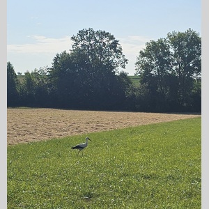 One of many (!!) storks