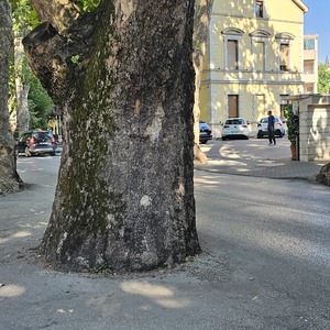 Give way to trees