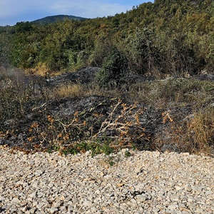 Wild fires